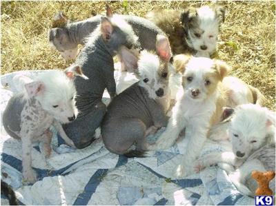 Chinese Crested Puppies